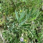 Lathyrus filiformis leaf picture by francois tissot (cc-by-sa)