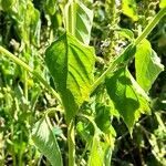 Teucrium vesicarium leaf picture by Trap Hers (cc-by-sa)