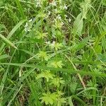 Galium album habit picture by Tomaž Jančar (cc-by-sa)