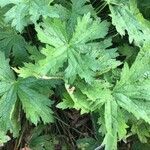 Geranium psilostemon leaf picture by Diego Alex (cc-by-sa)