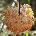 Lomandra multiflora flower picture by ian connop (cc-by-sa)