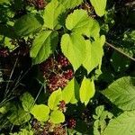 Aralia racemosa leaf picture by Martin Tardif (cc-by-sa)