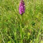 Dactylorhiza praetermissa habit picture by Pierre LEON (cc-by-sa)