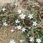 Petrorhagia saxifraga leaf picture by Cyrille DELIRY (cc-by-sa)