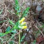 Genista hispanica flower picture by adrien (cc-by-sa)