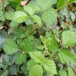 Rubus schleicheri habit picture by Marcin Janus (cc-by-sa)