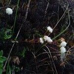 Ageratina gracilis habit picture by Gabriel OLLIVIER (cc-by-sa)