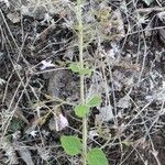 Clinopodium nepeta habit picture by Thierry Ceyrac (cc-by-sa)