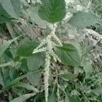 Amaranthus spinosus leaf picture by Seon Stronghold (cc-by-sa)