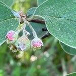 Cotoneaster tomentosus flower picture by Francois Mansour (cc-by-sa)