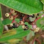 Miconia ciliata fruit picture by feuilles alternes (cc-by-sa)