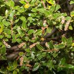 Salix foetida habit picture by Martin Bishop (cc-by-sa)