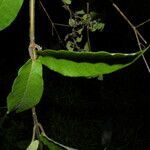 Mandevilla hirsuta leaf picture by Nelson Zamora Villalobos (cc-by-nc)