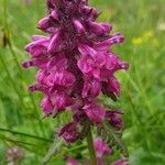 Pedicularis verticillata flower picture by mariangelarosta (cc-by-sa)