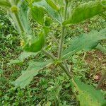 Acanthospermum hispidum leaf picture by Ajay Sahu (cc-by-sa)