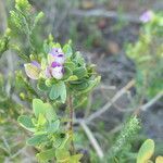 Polygala myrtifolia habit picture by Maarten Vanhove (cc-by-sa)