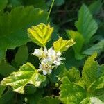 Rubus saxatilis flower picture by Nina Autant (cc-by-sa)