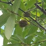 Quercus acutissima fruit picture by 由美子 MiS (cc-by-sa)