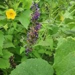 Nepeta azurea flower picture by susan brown (cc-by-sa)