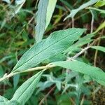 Buddleja davidii leaf picture by Alain Bigou (cc-by-sa)