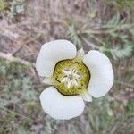 Calochortus gunnisonii flower picture by Biblio Tech (cc-by-sa)