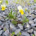 Viola tricolor habit picture by Veronika Prutkayova (cc-by-sa)