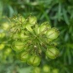 Iberis sempervirens fruit picture by gilles vignon (cc-by-sa)