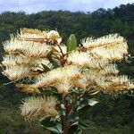 Grevillea exul flower picture by Richard Chesher (cc-by-sa)