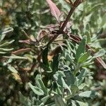 Salvia clevelandii leaf picture by Johnny Poppyseed (cc-by-sa)