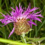 Centaurea rhaetica flower picture by Martin Bishop (cc-by-sa)