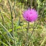 Cirsium canum flower picture by Poblocki Nat (cc-by-sa)