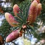 Abies grandis flower picture by Dieter Albrecht (cc-by-sa)