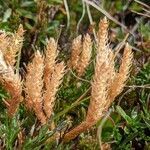 Selaginella selaginoides fruit picture by Claus-Dieter Seidel (cc-by-sa)