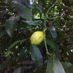 Garcinia gardneriana fruit picture by Thiago Flores Flores (cc-by-sa)