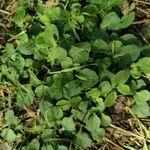 Rumex pulcher habit picture by Émile Maurice (cc-by-sa)