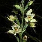 Gavilea australis flower picture by Daniel Barthelemy (cc-by-nc)