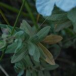 Helianthemum apenninum leaf picture by Paul FRANCK (cc-by-sa)