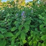 Vitex trifolia flower picture by Cecilia Grimmer (cc-by-sa)