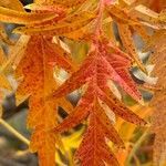 Quercus coccinea leaf picture by ben vc (cc-by-sa)