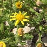 Senecio viscosus flower picture by Francois Mansour (cc-by-sa)