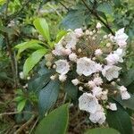 Kalmia latifolia flower picture by Roth (cc-by-sa)