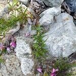 Epilobium dodonaei habit picture by Clément Couloigner (cc-by-sa)