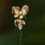 Cheiradenia cuspidata flower picture by R. Tournebize (cc-by-sa)