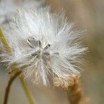 Senecio sylvaticus fruit picture by Sylvain Piry (cc-by-sa)