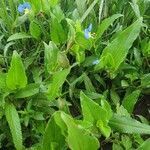 Commelina benghalensis habit picture by susan brown (cc-by-sa)