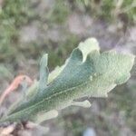 Gaillardia pulchella leaf picture by Laura Piñas (cc-by-sa)