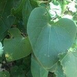 Aristolochia littoralis leaf picture by anca isabela (cc-by-sa)