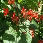 Spigelia splendens flower picture by Campos Ignacio (cc-by-sa)