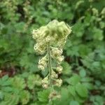 Tellima grandiflora flower picture by Rory O'Conor (cc-by-sa)