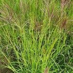 Bothriochloa insculpta habit picture by susan brown (cc-by-sa)